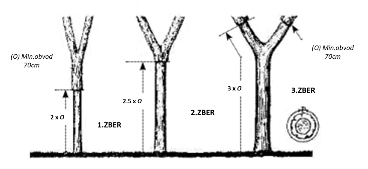 Zber korku_3 urody